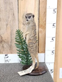 African Meerkat Full Body Taxidermy Mount