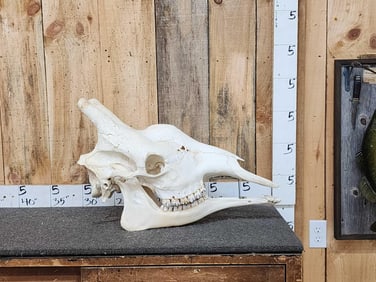 Giraffe Skull Taxidermy