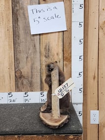 Baby Beaver Full Body Taxidermy Mount