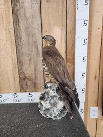 European Honey Buzzard Full Body Bird Taxidermy