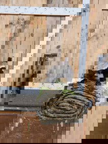 African Honey Badger Full Body Taxidermy Mount