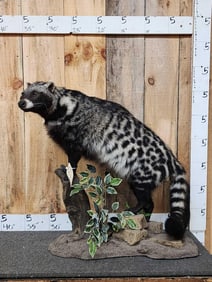 Big African Civet Cat Full Body Taxidermy Mount