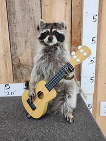 Raccoon Playing A Guitar Taxidermy