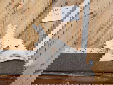 Giraffe Skull Taxidermy