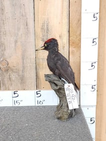 Black Woodpecker Full Body Bird Taxidermy