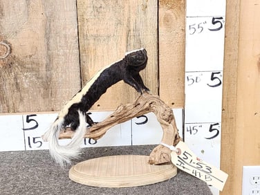 African Striped Weasel Full Body Taxidermy Mount