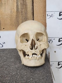 Authentic Human Skull Medical Teaching Specimen