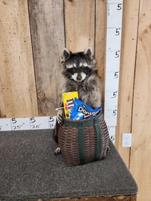 Raccoon Raiding A Snack Basket Taxidermy
