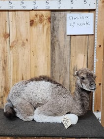 Awesome Baby Camel Full Body Taxidermy Mount