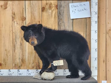 Black Bear Cub Full Body Taxidermy Mount