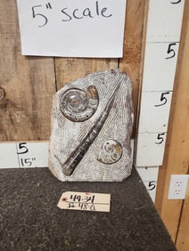 Ammonite & Orthoceras Fossil Plate