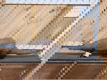 SUPER RARE Aardvark Full Body Taxidermy Mount