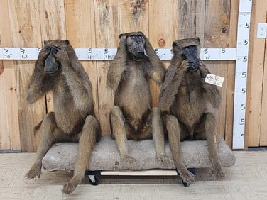 3 African Baboons Full Body Taxidermy Mount