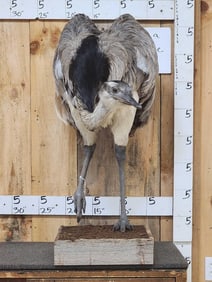South American Rhea Full Body Bird Taxidermy