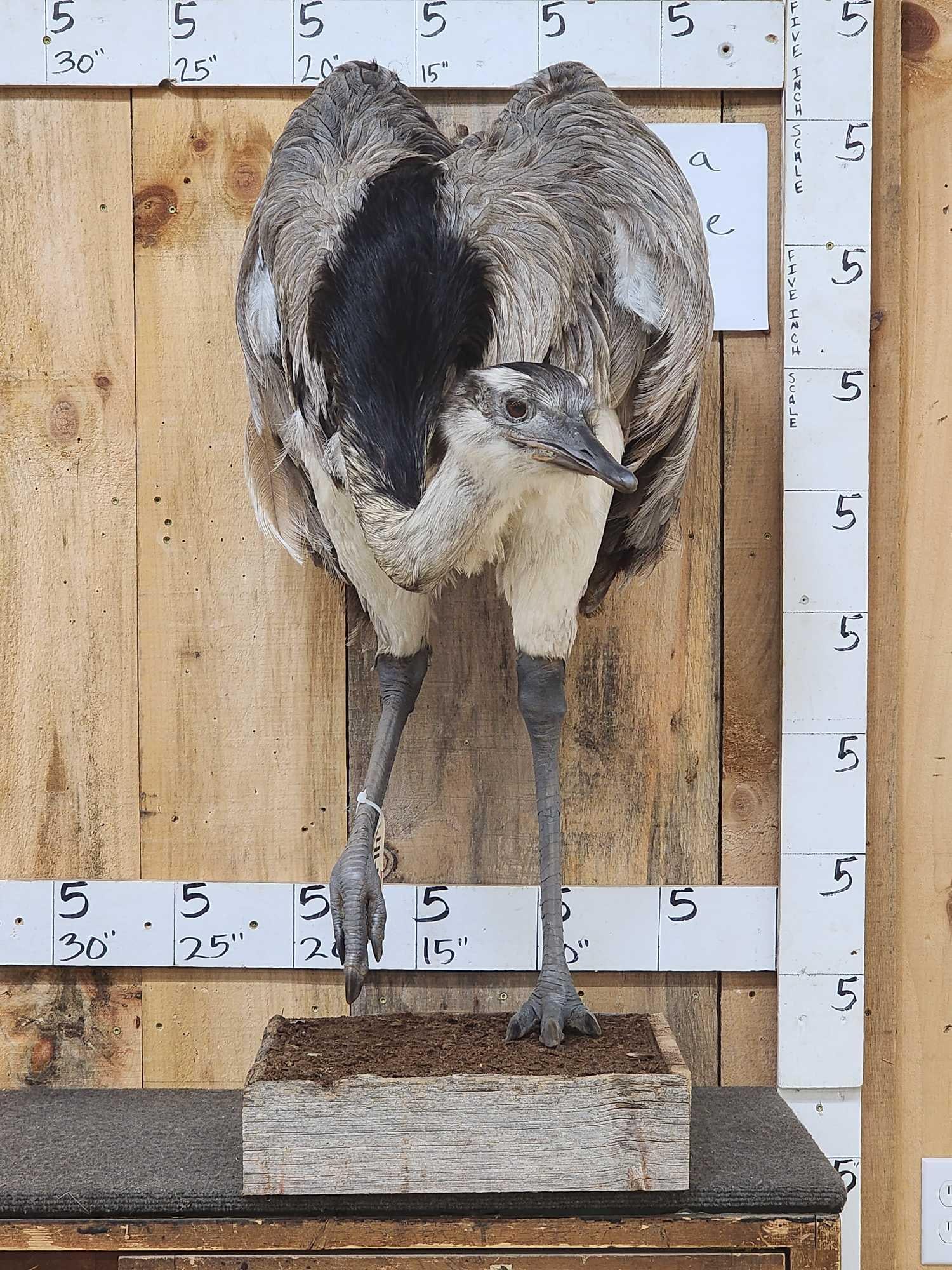 South American Rhea Full Body Bird Taxidermy (1 of 6)