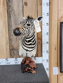 Baby Zebra Table Top Pedestal Taxidermy Mount