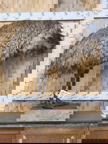 Rare Emu Full Body Bird Taxidermy Mount