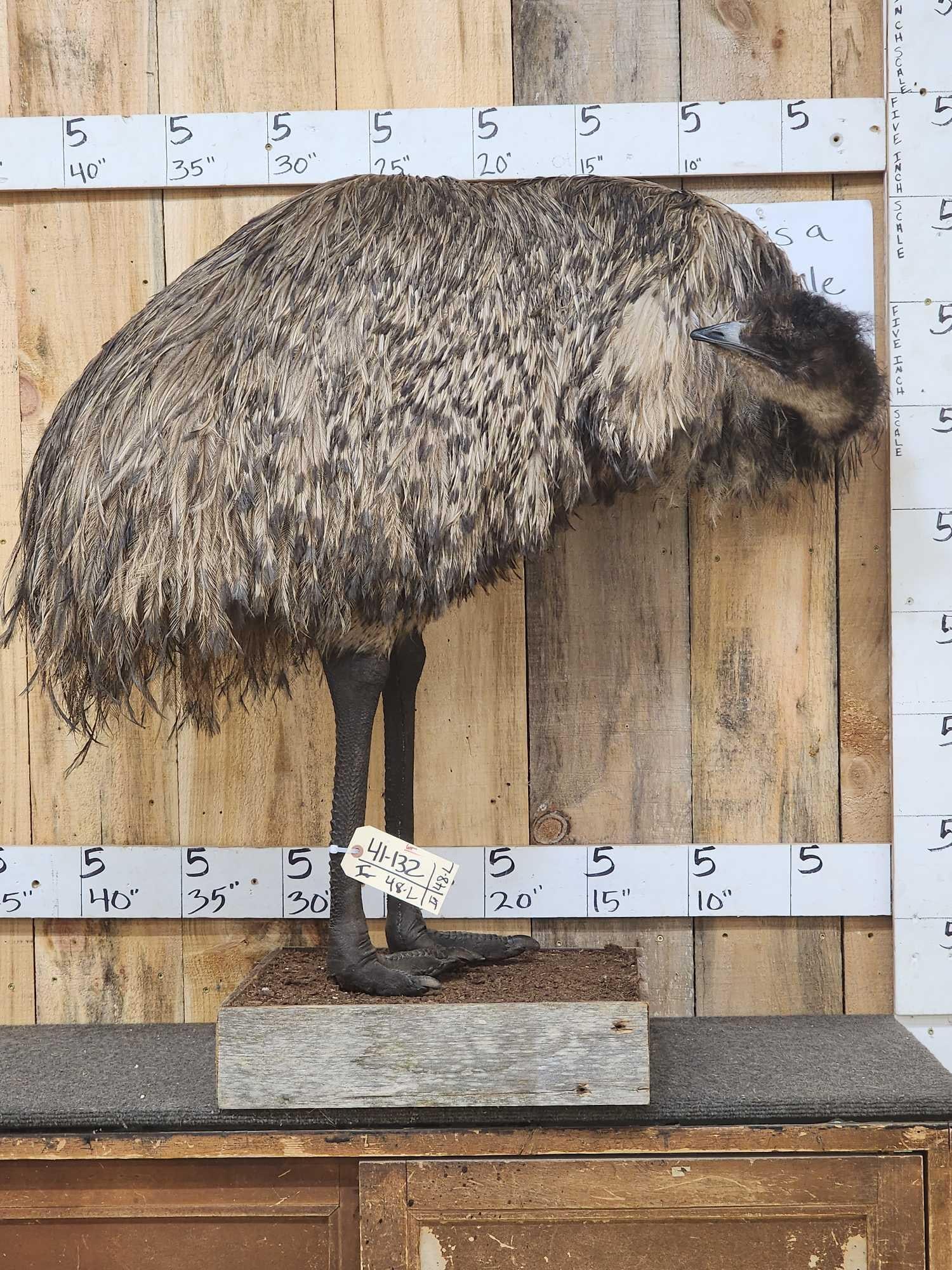 Rare Emu Full Body Bird Taxidermy Mount (1 of 7)
