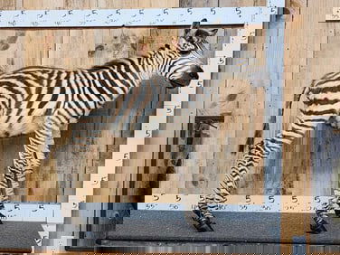 Baby Zebra Foal Colt Full Body Taxidermy Mount
