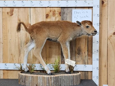 American Bison Buffalo Calf Full Body Taxidermy Mount