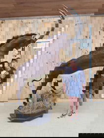 Spectacular Sable Antelope Full Body Taxidermy Mount