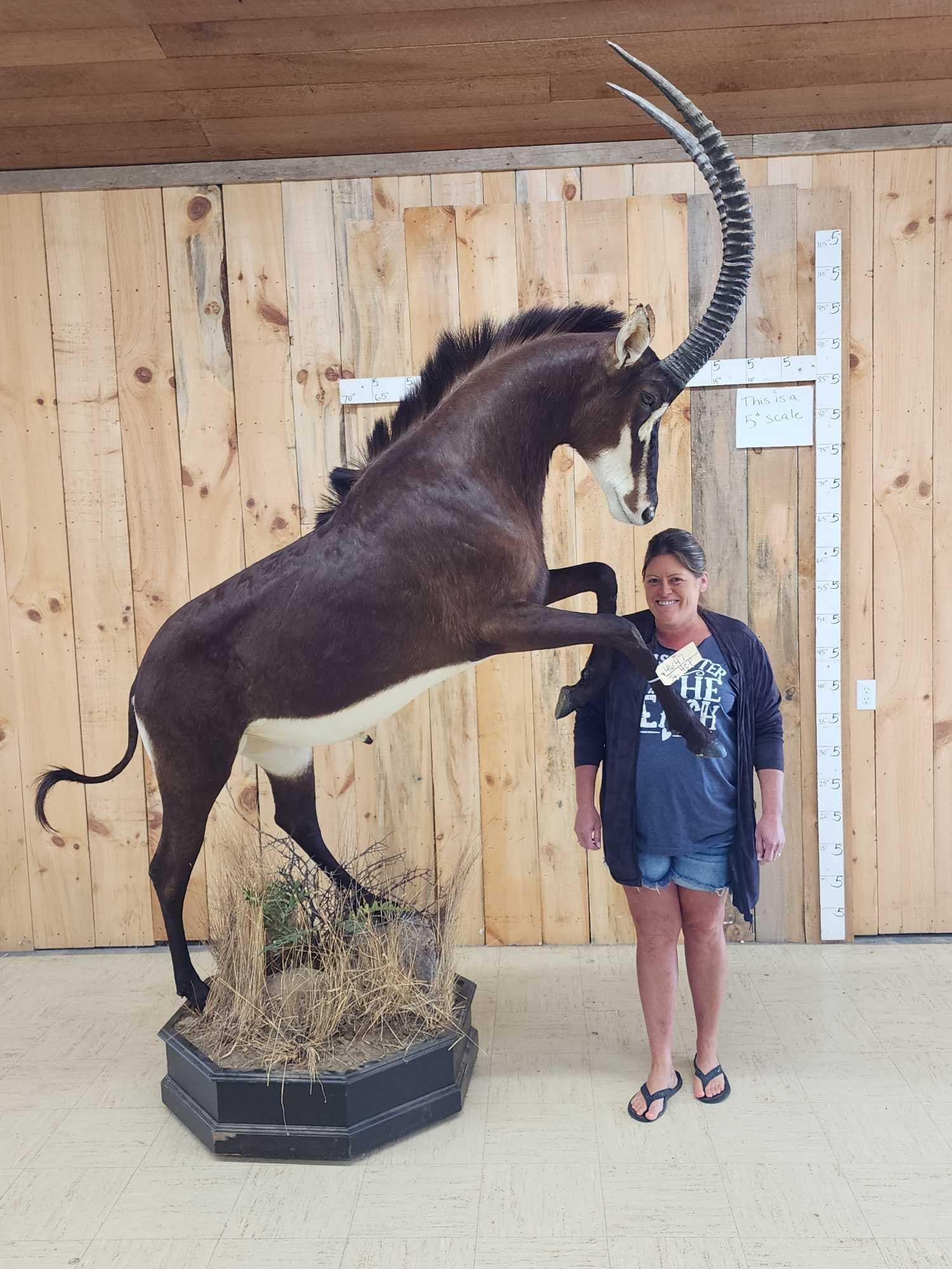 Spectacular Sable Antelope Full Body Taxidermy Mount (1 of 10)