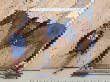 Spectacular Horse Full Body Taxidermy Mount