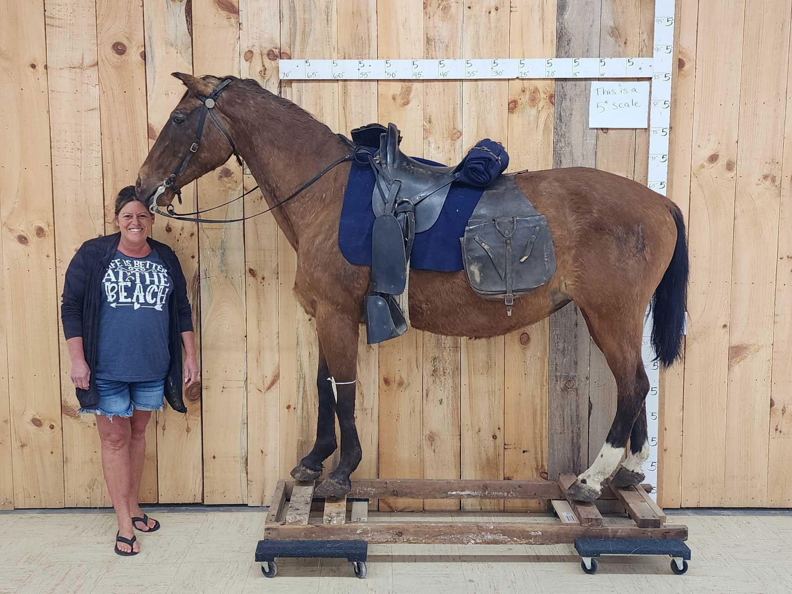 Spectacular Horse Full Body Taxidermy Mount: 45.12 Pieces like this don't come around too often take advantage of this opportunity to add this to your collection! Retired museum piece decked ou with a vintage calvary saddle , vintage saddle bags