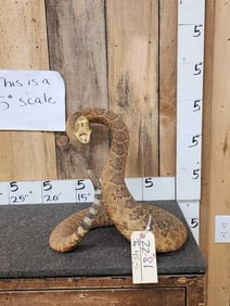 BIG FAT Diamondback Rattlesnake Full Body Taxidermy Mount