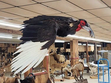 Southern Ground Hornbill In Flight Bird Taxidermy