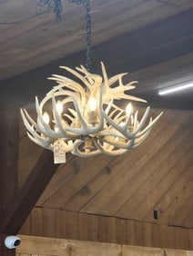 Beautiful Whitetail Antler Chandelier