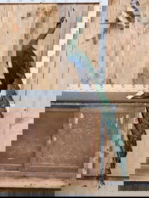 Beautiful Java Green Peacock Full Body Bird Taxidermy