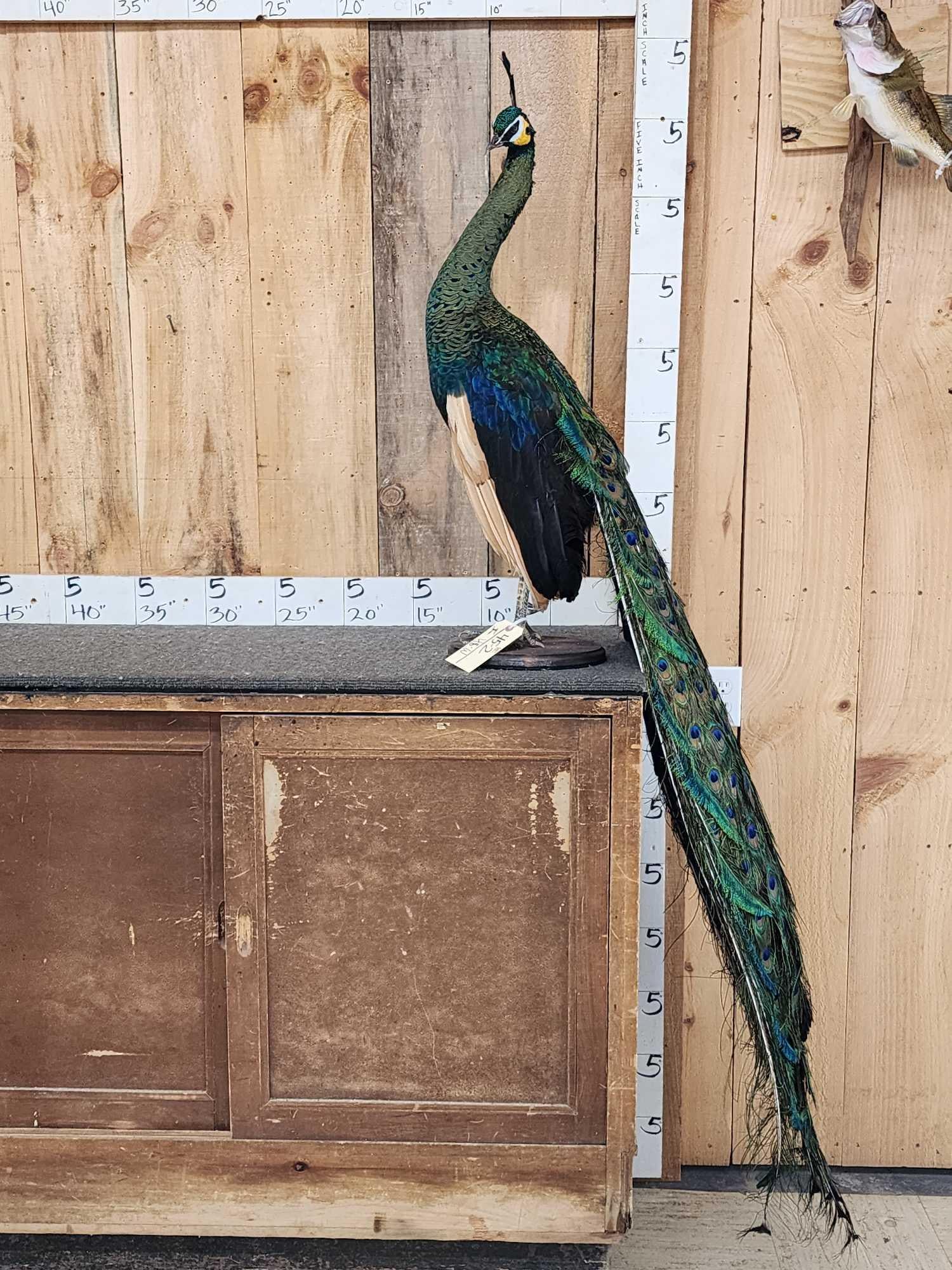 Beautiful Java Green Peacock Full Body Bird Taxidermy (1 of 10)