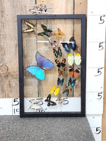 Frame Of 18 Beautiful Butterflies Taxidermy