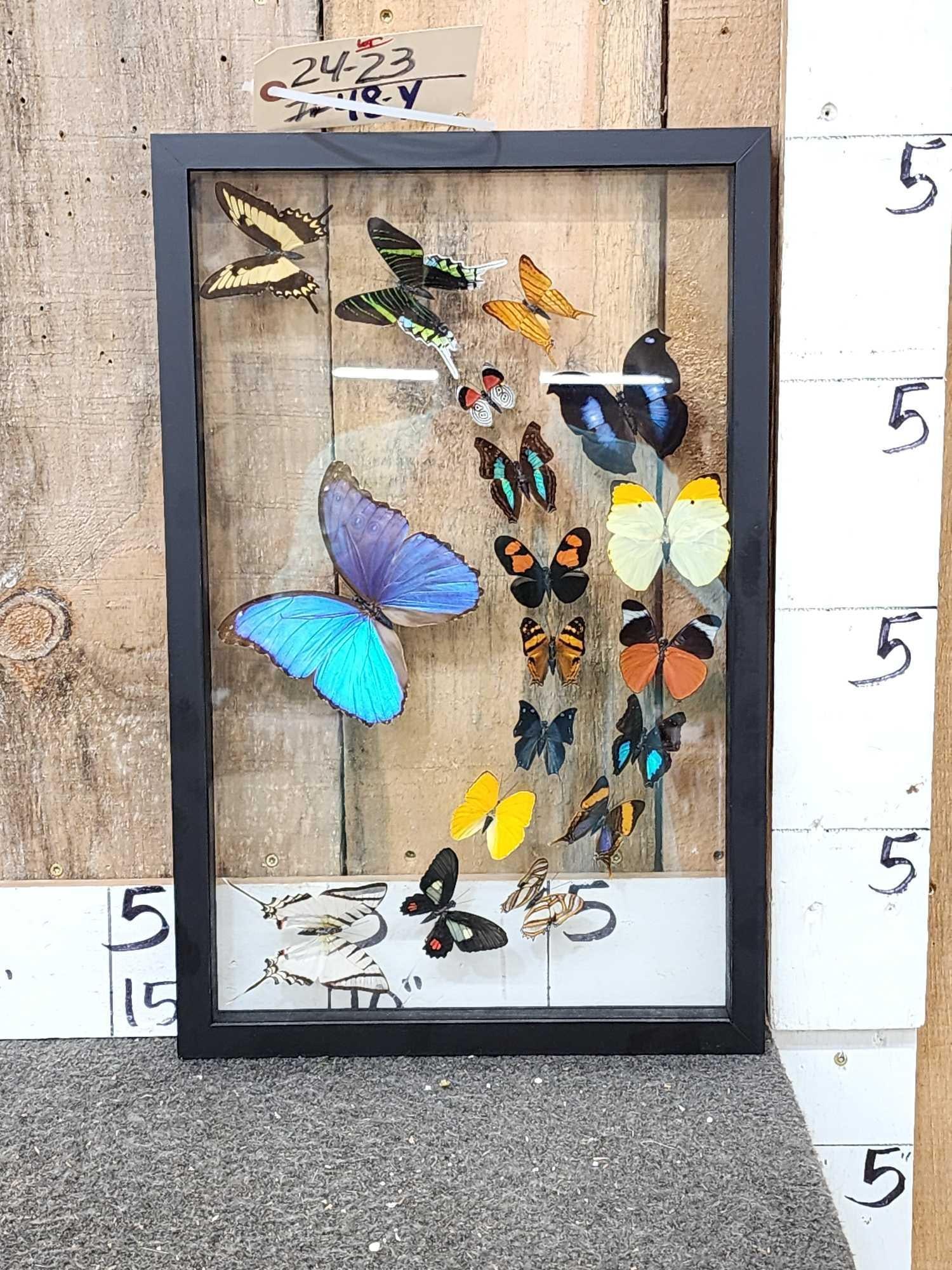 Frame Of 18 Beautiful Butterflies Taxidermy: 24.23 Arranged in an awesome pattern vibrant colors can be a table top or wall hanging display