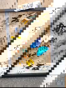 Frame Of 17 Beautiful Butterflies Taxidermy