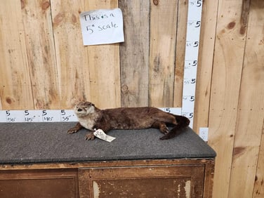 Otter Full Body Taxidermy Mount