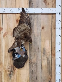 Common Buzzard Buteo Buteo Catching A Eurasian Jay Bird Taxidermy