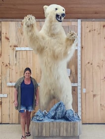 Giant Polar Bear Full Body Taxidermy Mount