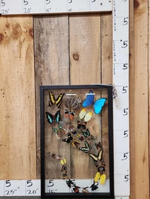 Frame Of 32 Beautiful Butterflies Taxidermy