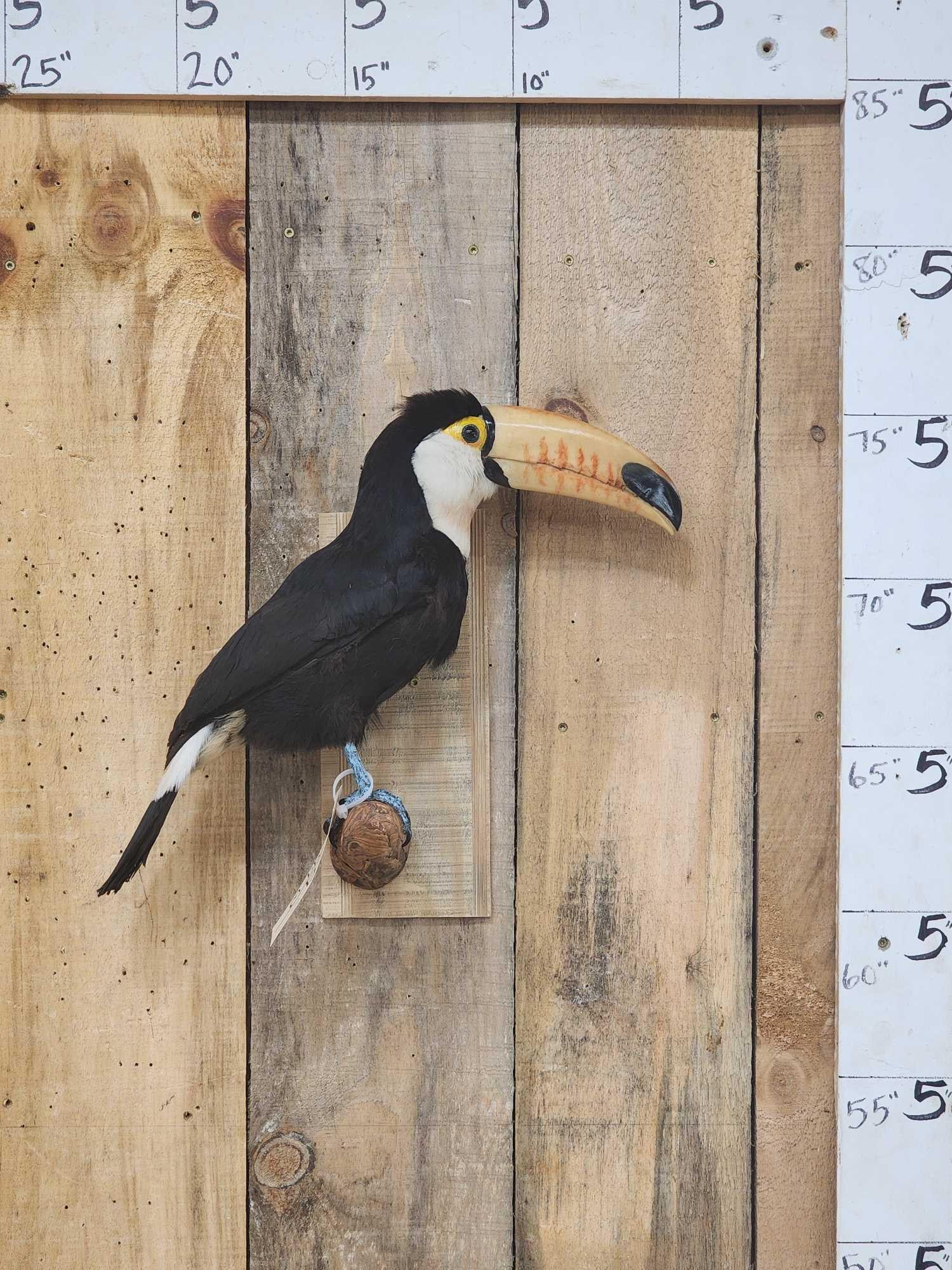 Toco Toucan Full Body Bird Taxidermy (1 of 5)