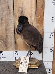 Boat Billed Heron Full Body Bird Taxidermy