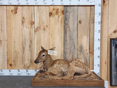 Elk Calf Fawn Full Body Taxidermy Mount