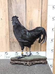 RARE Ayam Cemani Rooster Full Body Bird Taxidermy