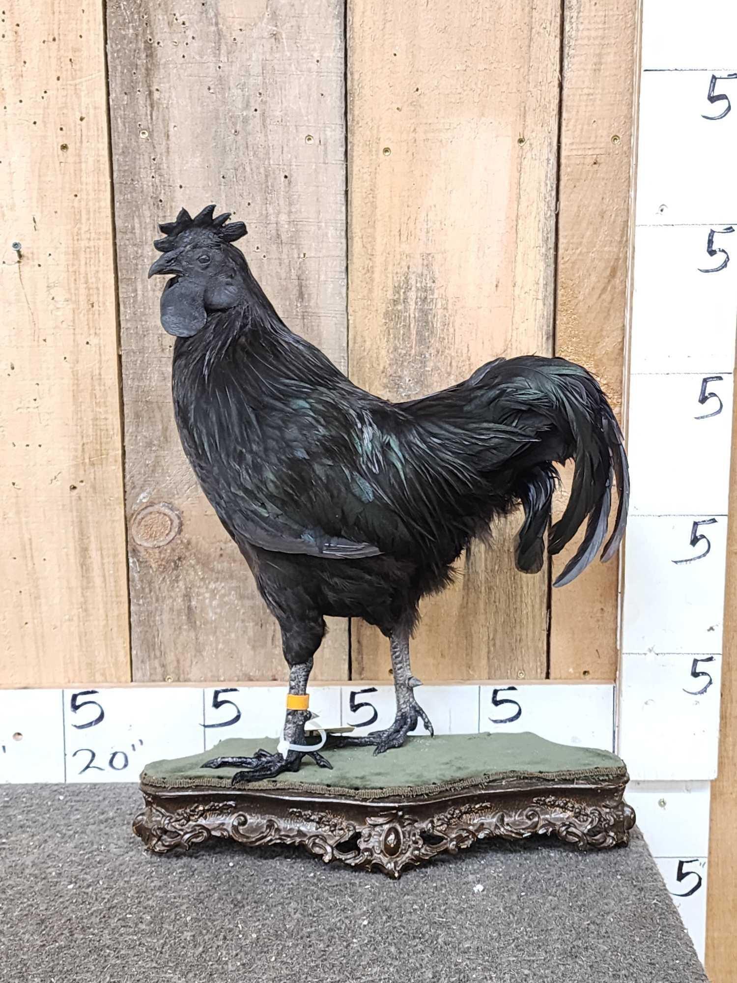 RARE Ayam Cemani Rooster Full Body Bird Taxidermy: 65.44 This rare Indonesian chicken breed is very expensive as breeding pairs they are all black even the meat organs are black this is the SECOND one we have offered in over 23 years of selling Taxide
