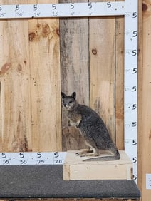 Pademelon Wallaby Full Body Taxidermy Mount