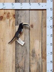 Black Necked Aracari Full Body Bird Taxidermy