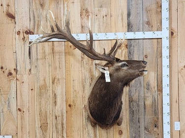 6x8 Bugling Elk Shoulder Mount Taxidermy
