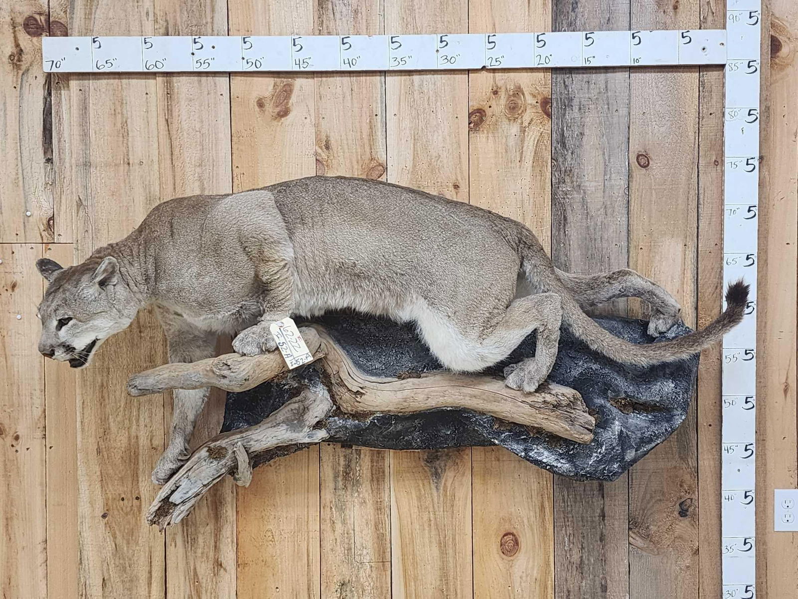 Mountain Lion Cougar Full Body Taxidermy Mount (1 of 6)