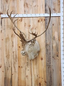 Caribou Shoulder Mount Taxidermy